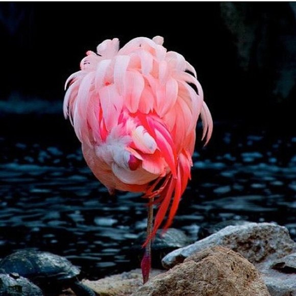 Meet your Posher, Keyla - Picture 6 of 8